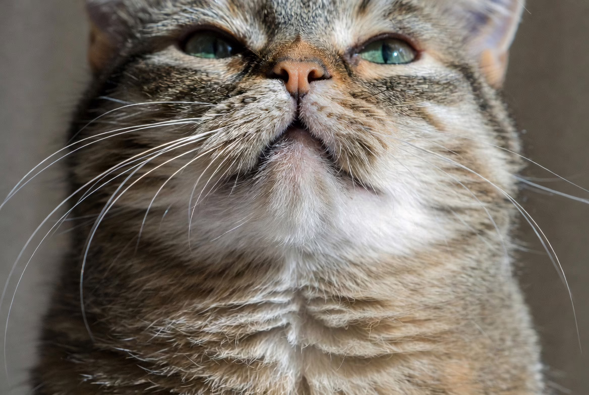 close-up of cat throat area during purring vibration