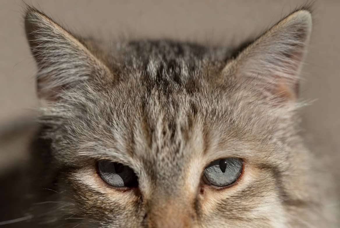 close up of cat face showing whiskers eyes and ears