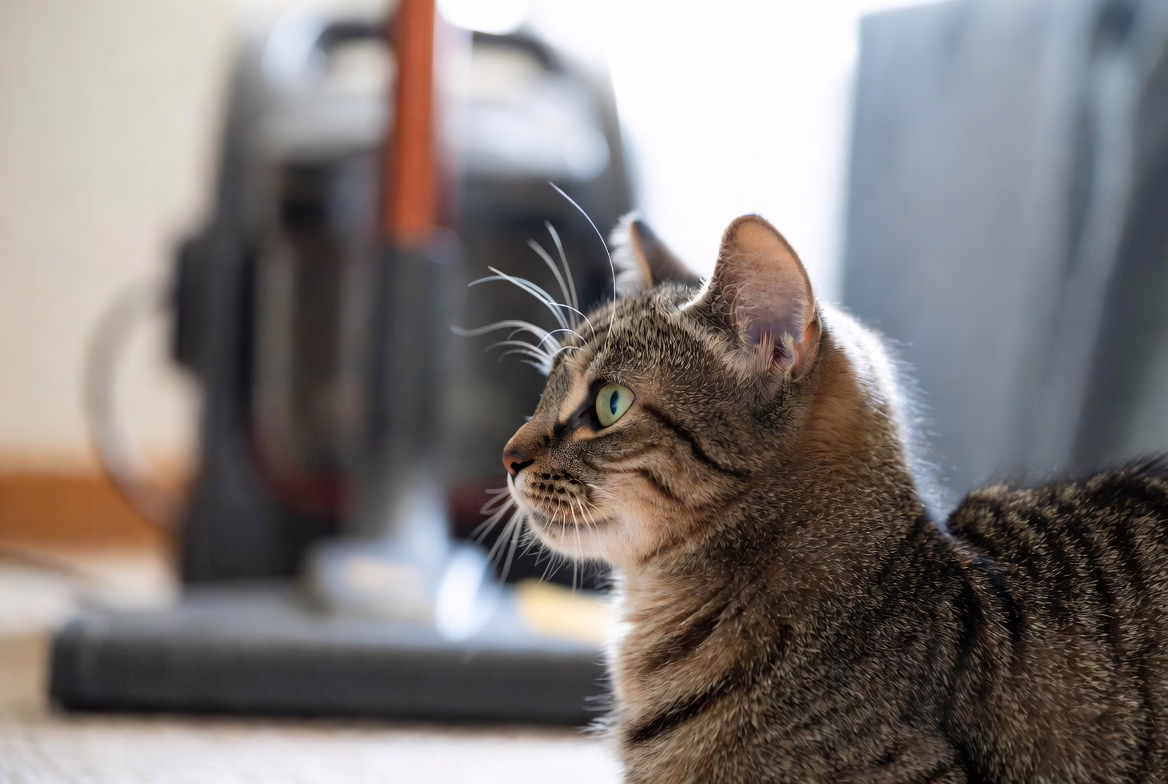 cat reacting to loud household noise