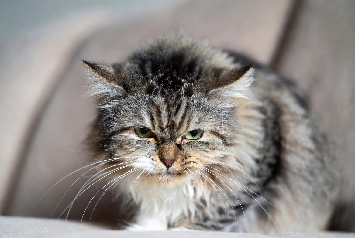 Cat biting due to pain or medical issue