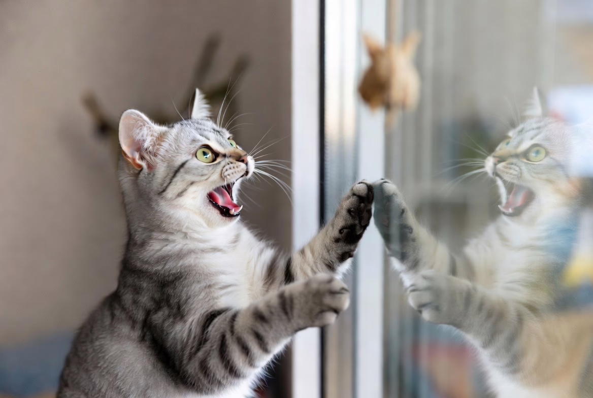 Cat displaying playful and social behavior suggesting need for companionship.