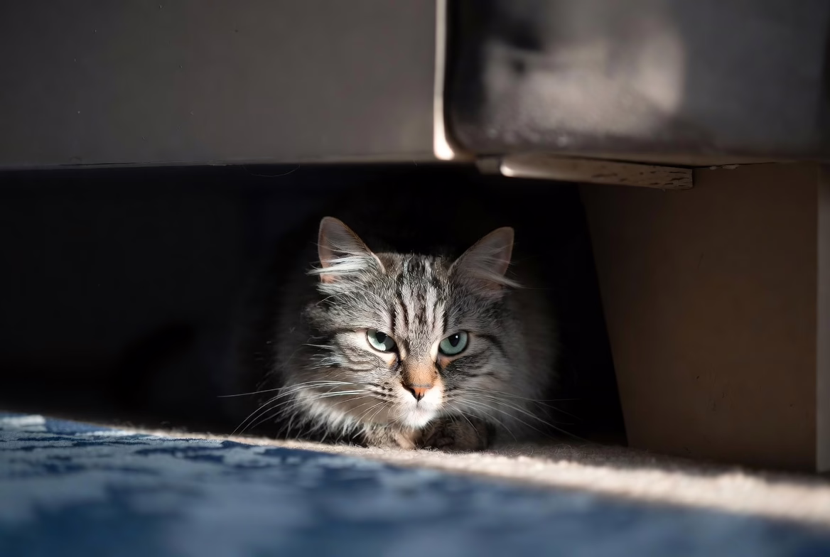 Cat hiding due to anxiety or stress