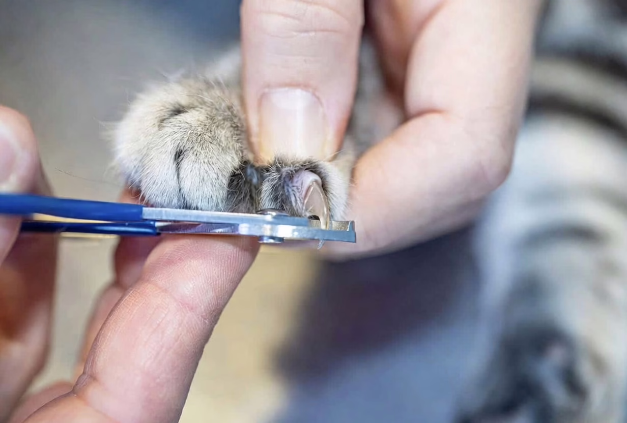 Cat Nail Trimming
