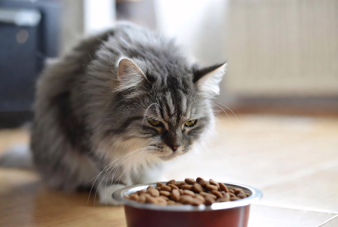 Cat showing signs of digestive discomfort after eating fruit