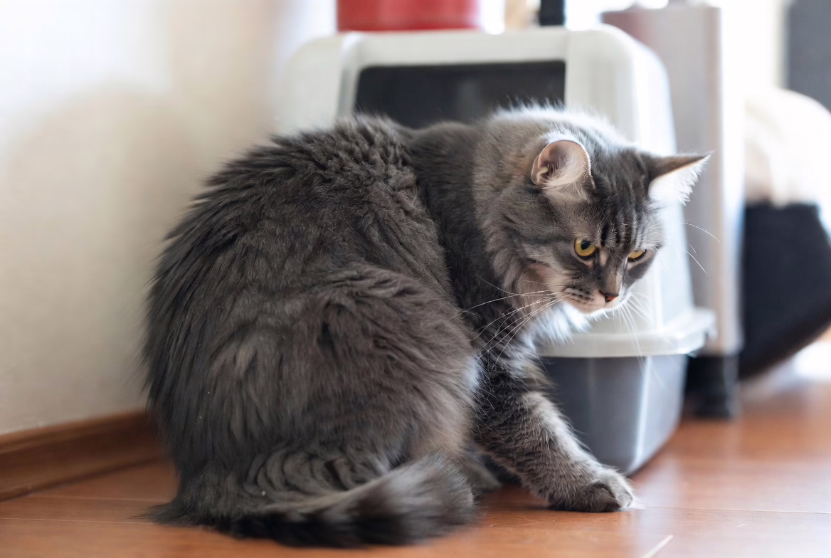 Cat showing signs of stomach discomfort after drinking milk