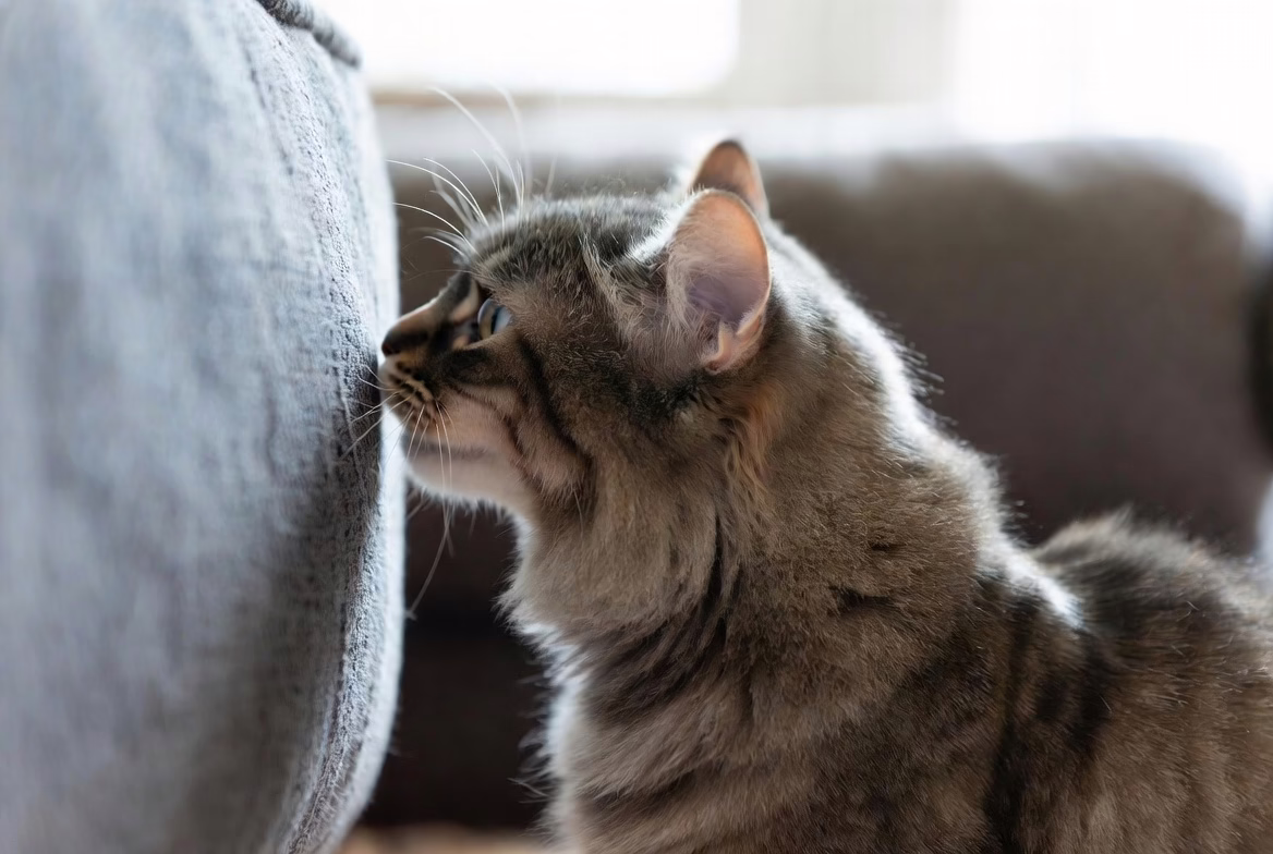 Cat using body language and scent marking by rubbing against furniture.