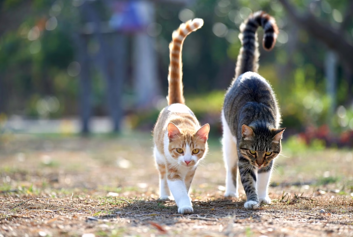 Cats showing relaxed versus defensive body language including arched back and puffed tail.