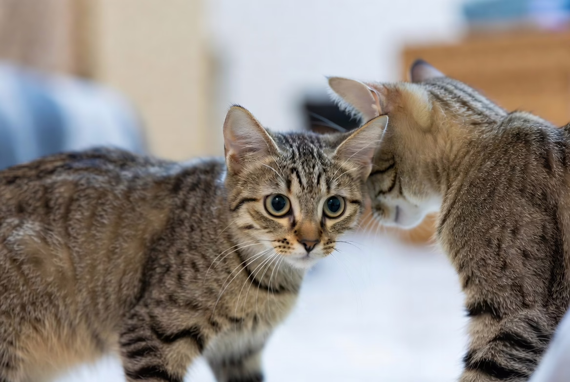 Cats showing tension and warning signals during improper introduction.