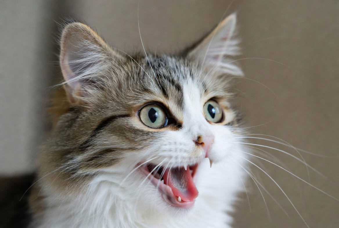 Close-up of a cat meowing
