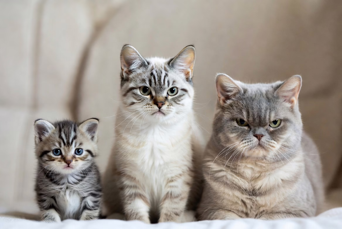 cats of different ages from kitten to senior side by side