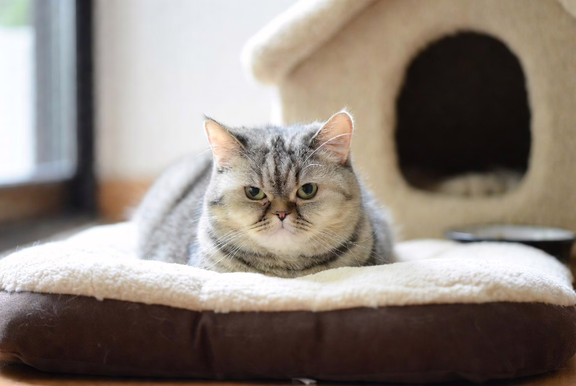 senior cat resting comfortably on soft bed