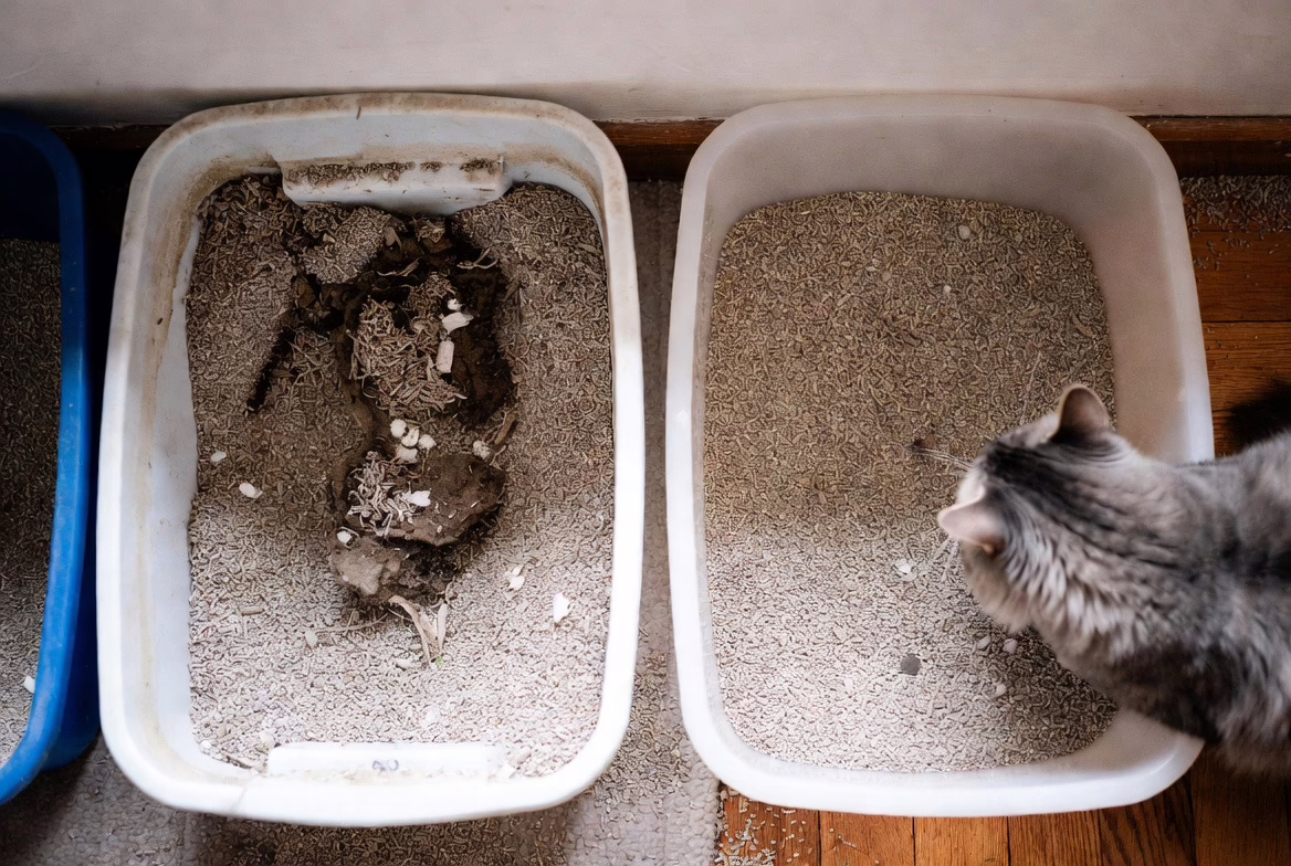 Cleanliness determines consistency