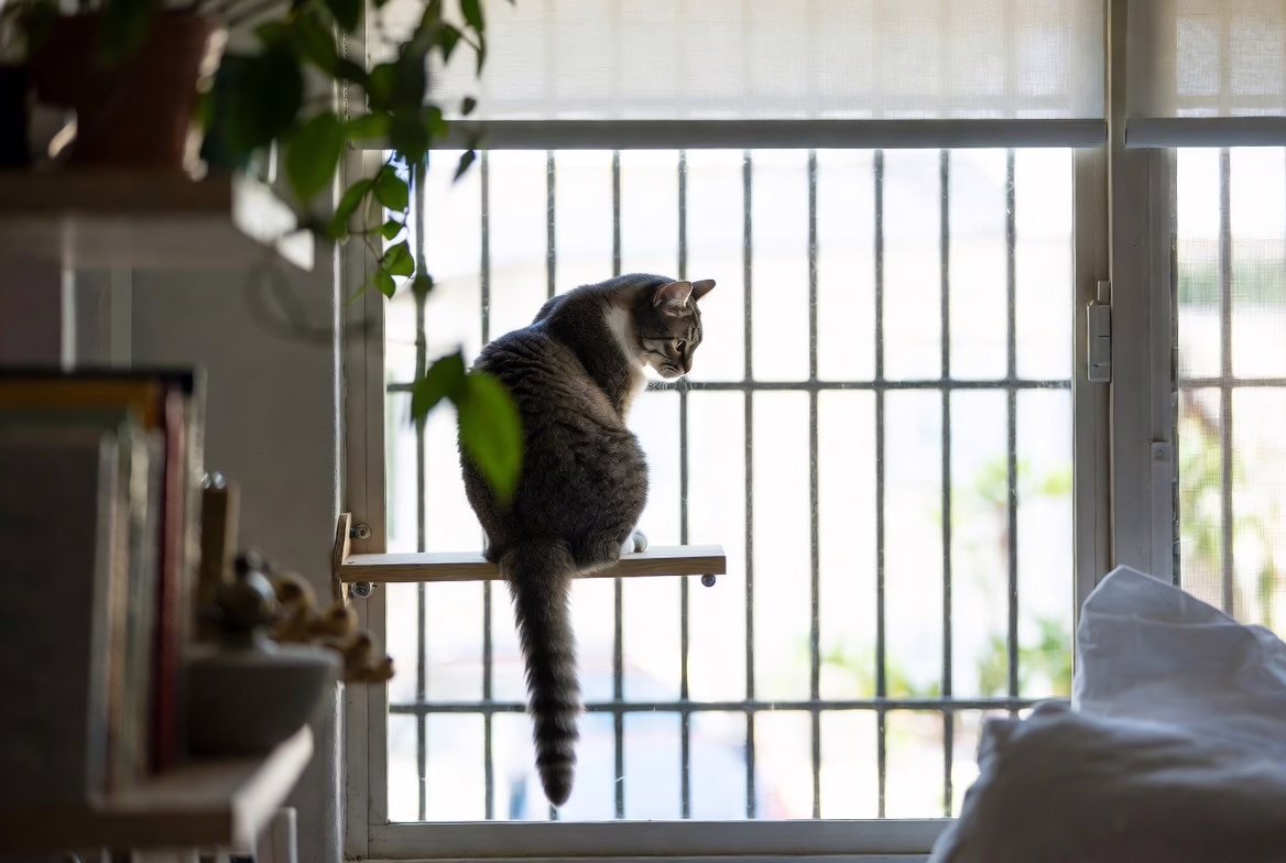 Windows and cords need protection in everyday living spaces