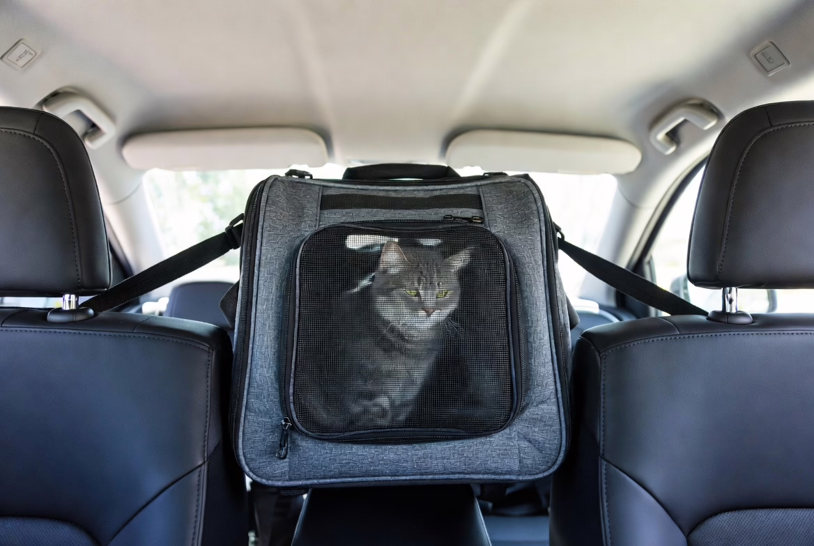 A secured carrier is essential for safe car travel