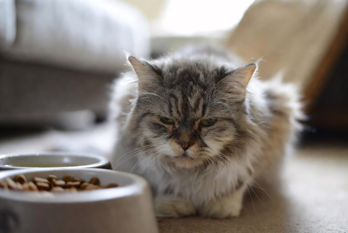 Mild dehydration often starts with subtle behavior changes