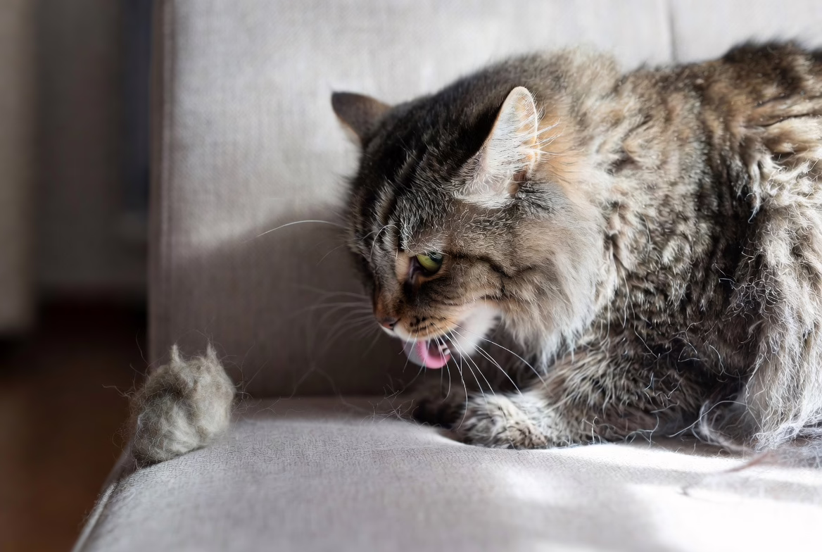 Hairballs are common but not always harmless