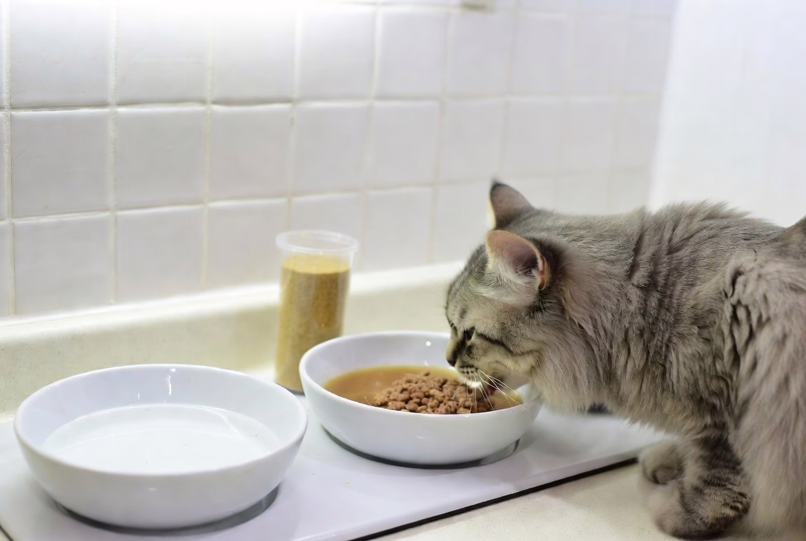 Proper nutrition supports digestive balance