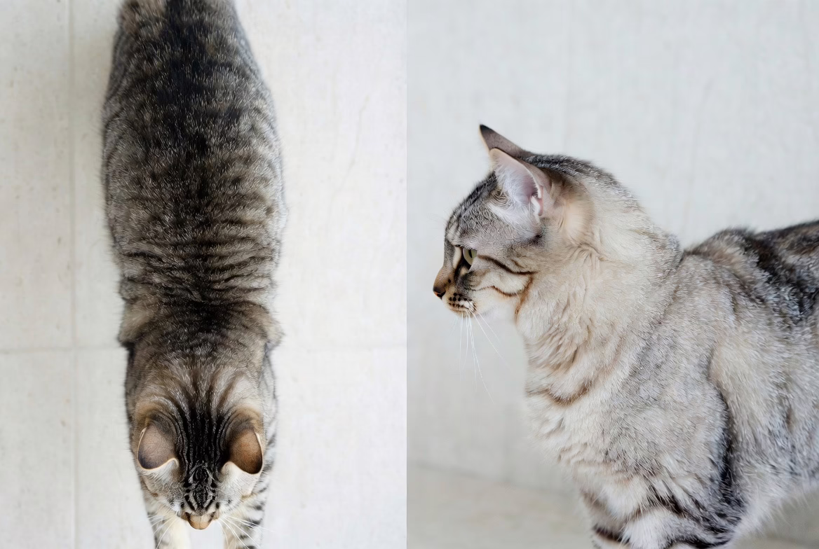 Small body-shape changes can reveal a bigger problem