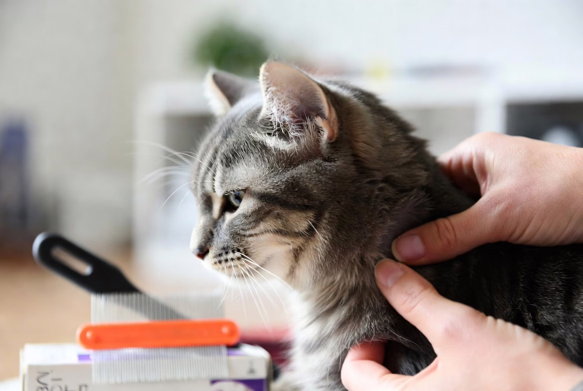 Parasites can affect both indoor and outdoor cats