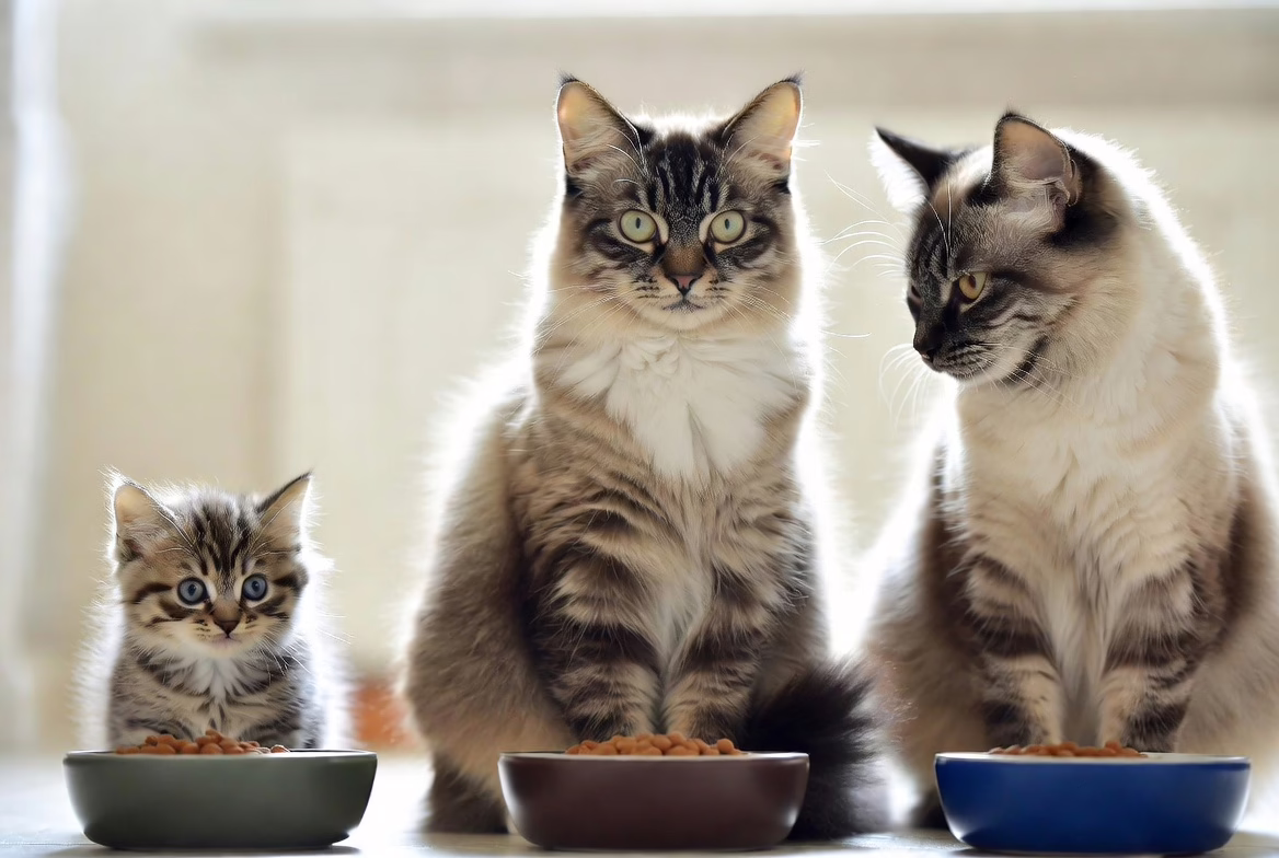 Kitten, adult cat, and senior cat with age-appropriate food bowls