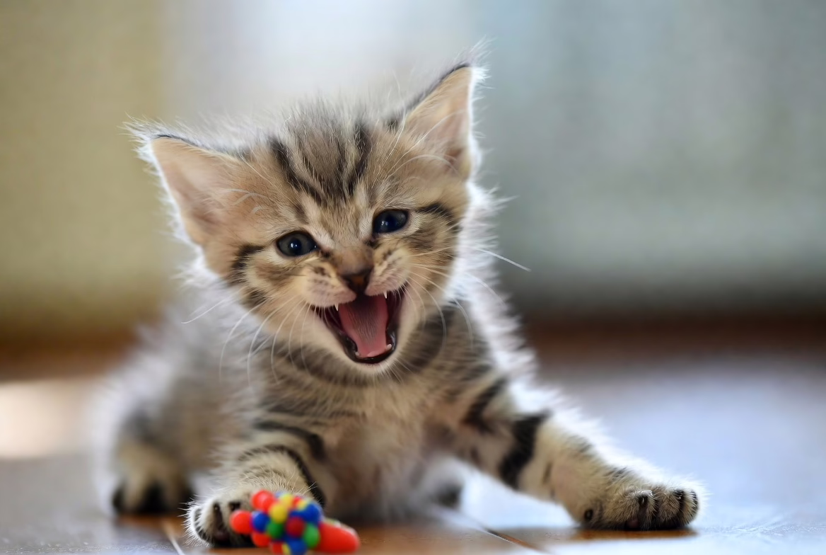 Kitten play biting toy during development