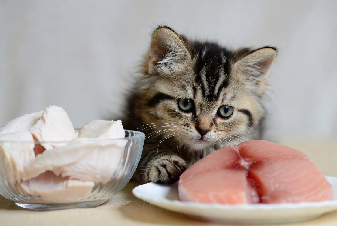 Kitten with protein-rich food sources