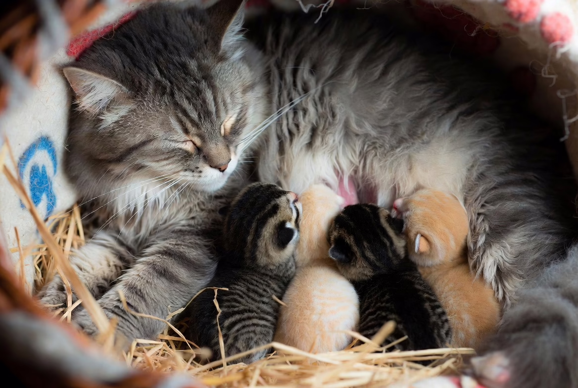 Kittens drinking milk from their mother
