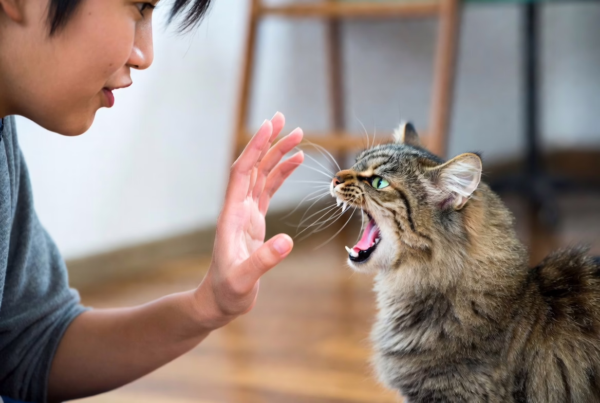 Mistake of using hands as toys leading to cat biting