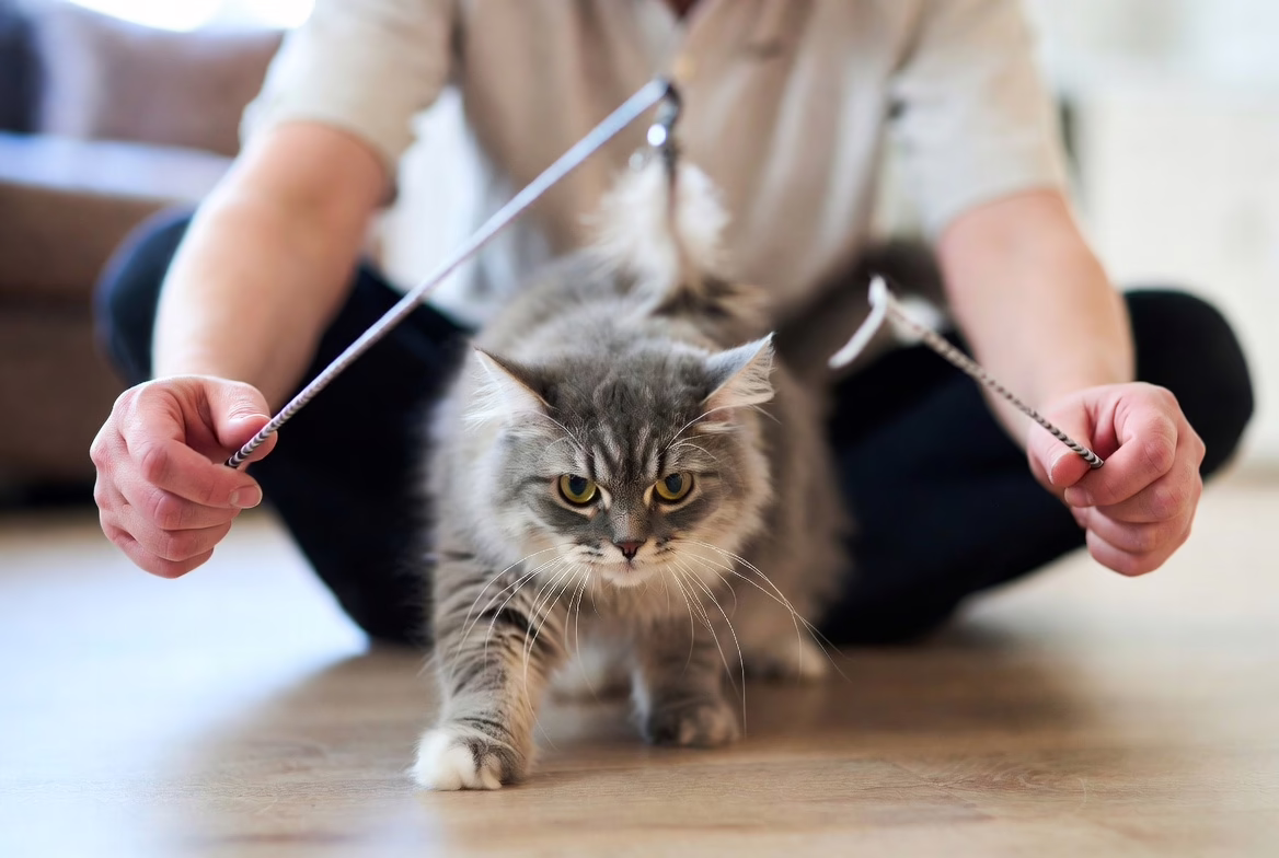 Proper play technique to prevent cat biting