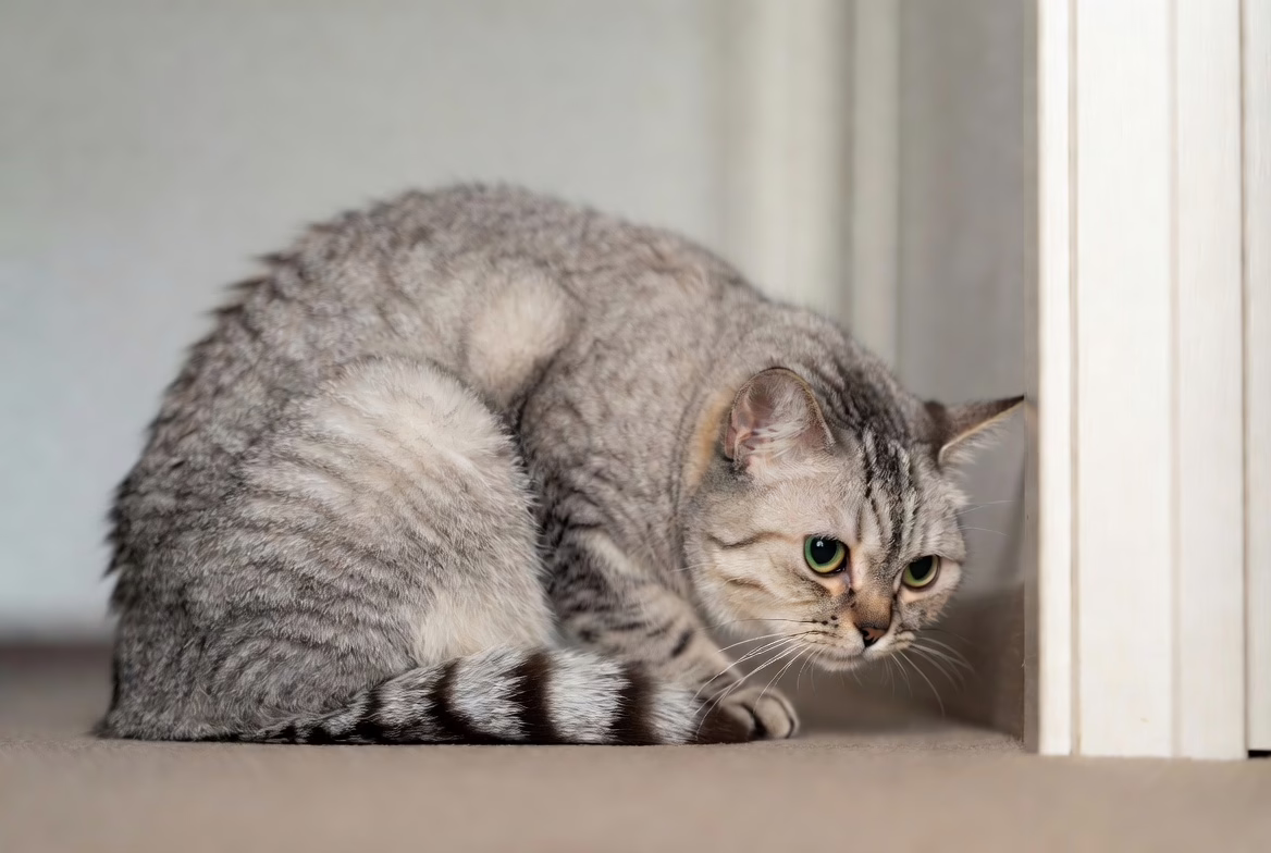 Stressed cat showing flattened ears and crouched posture